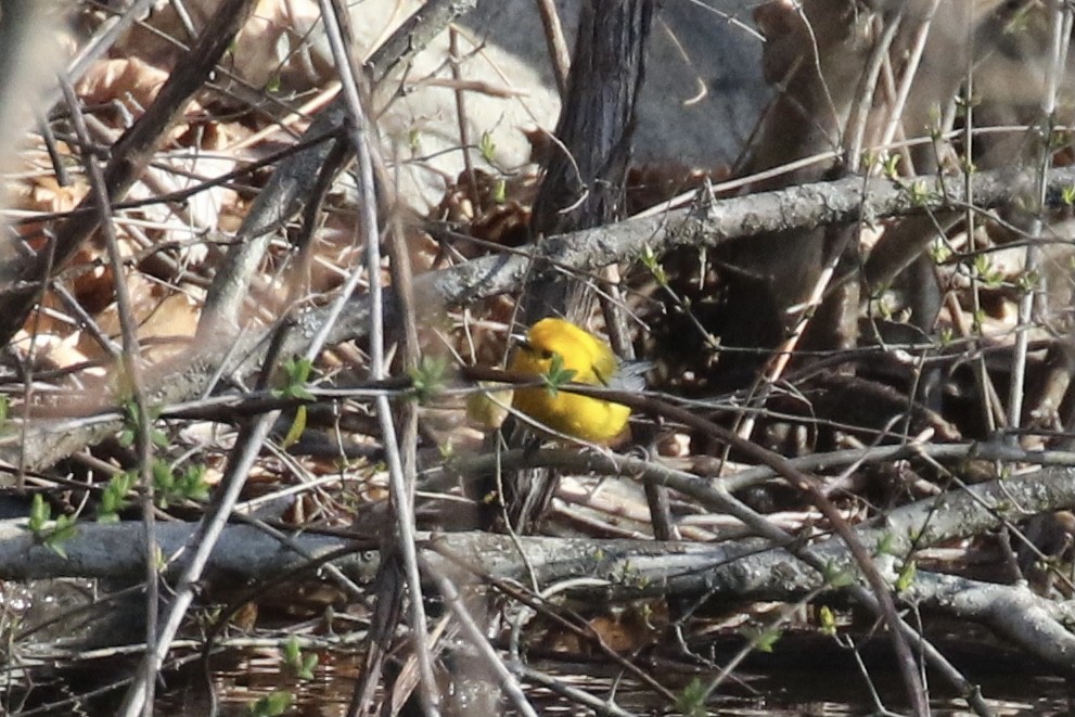 Prothonotary Warbler - ML617389083