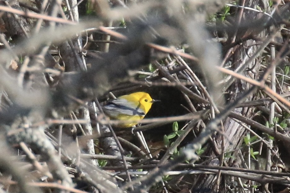 Prothonotary Warbler - ML617389084