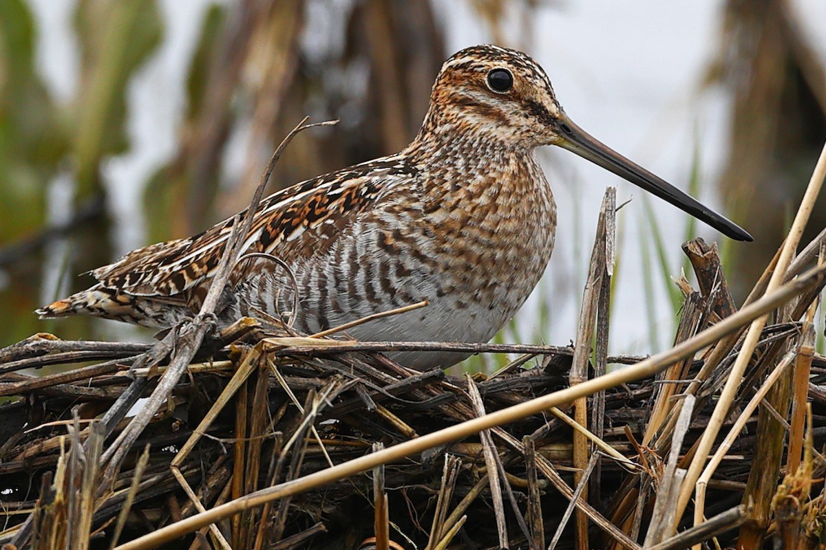 ML617389224 - Wilson's Snipe - Macaulay Library