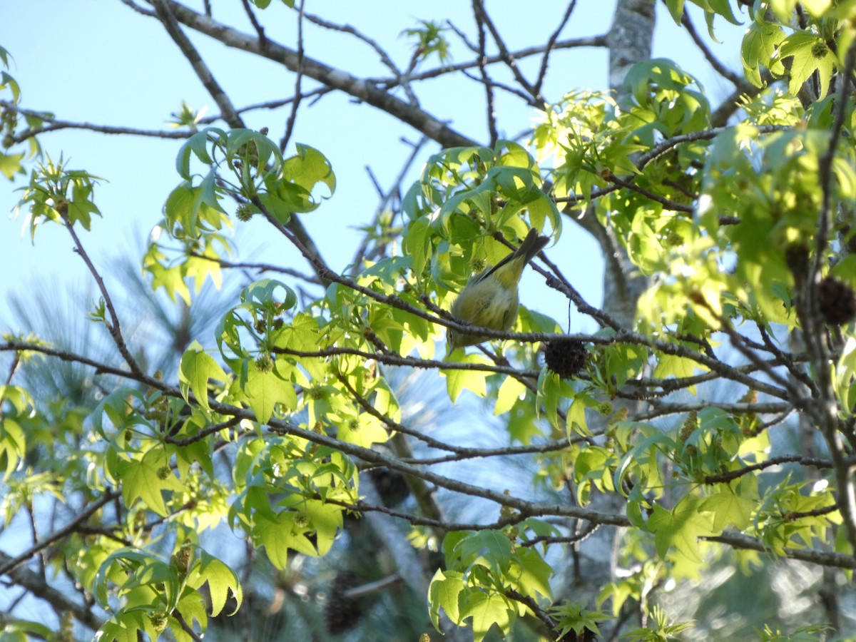 Orange-crowned Warbler - ML617389382