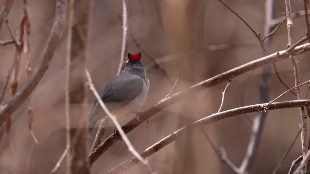 Pileated Finch - ML617389383