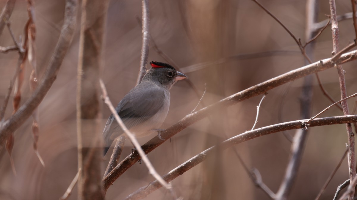 Pileated Finch - ML617389385
