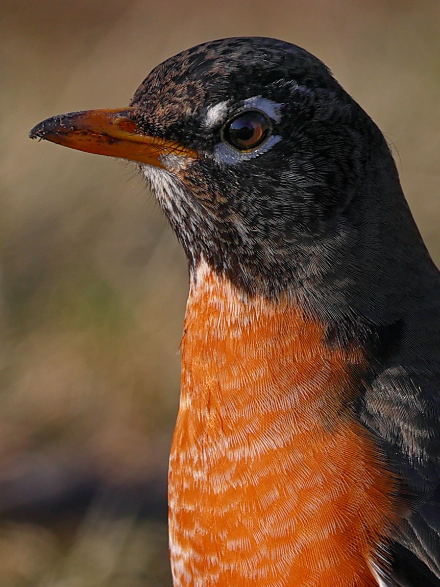 American Robin - Claire Werner