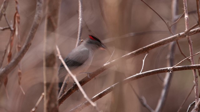 Pileated Finch - ML617389427