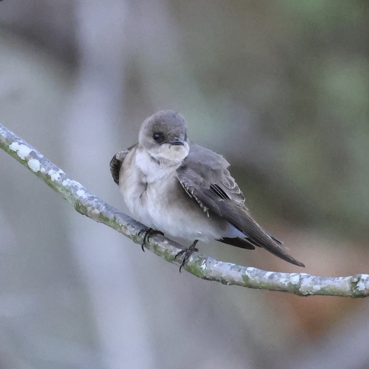 Northern Rough-winged Swallow - Michael Bender
