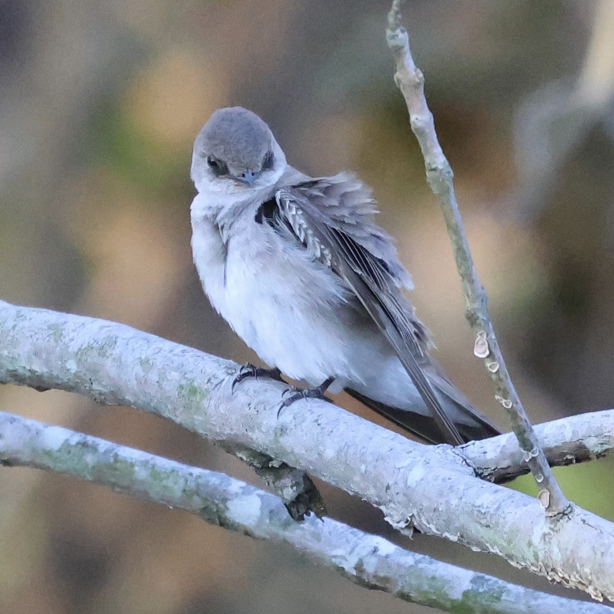 Northern Rough-winged Swallow - ML617389499