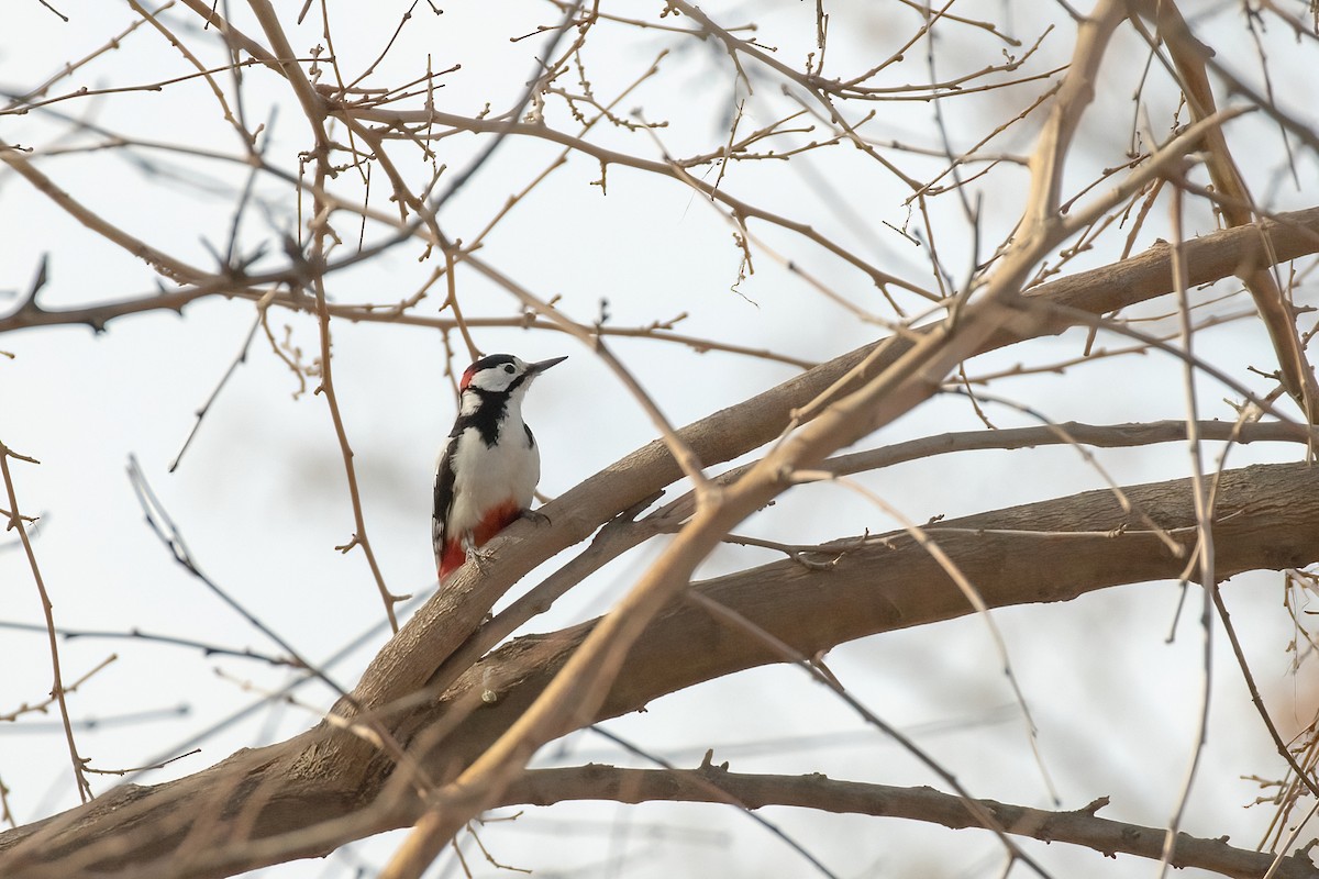 White-winged Woodpecker - ML617389528