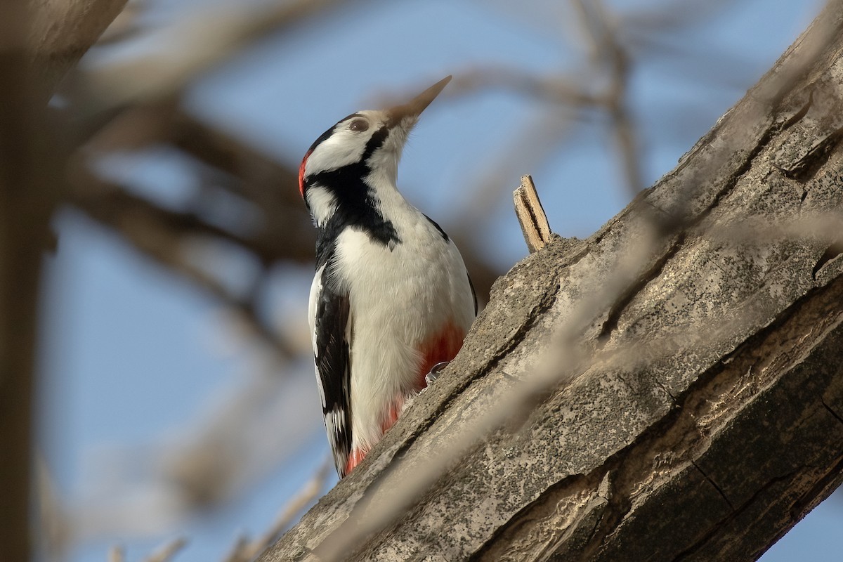 White-winged Woodpecker - Sayam U. Chowdhury