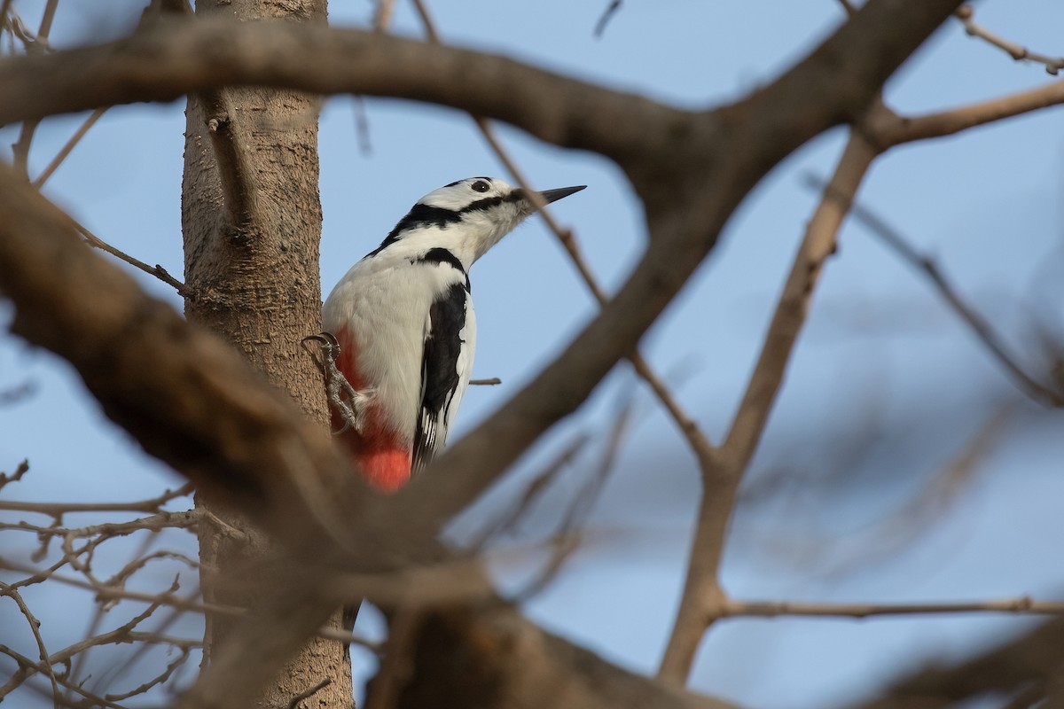 White-winged Woodpecker - Sayam U. Chowdhury