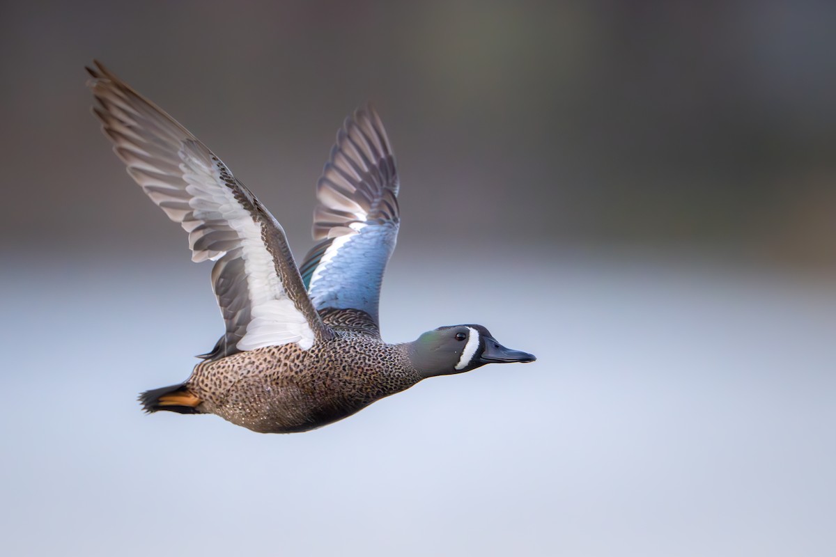 Blue-winged Teal - ML617389644