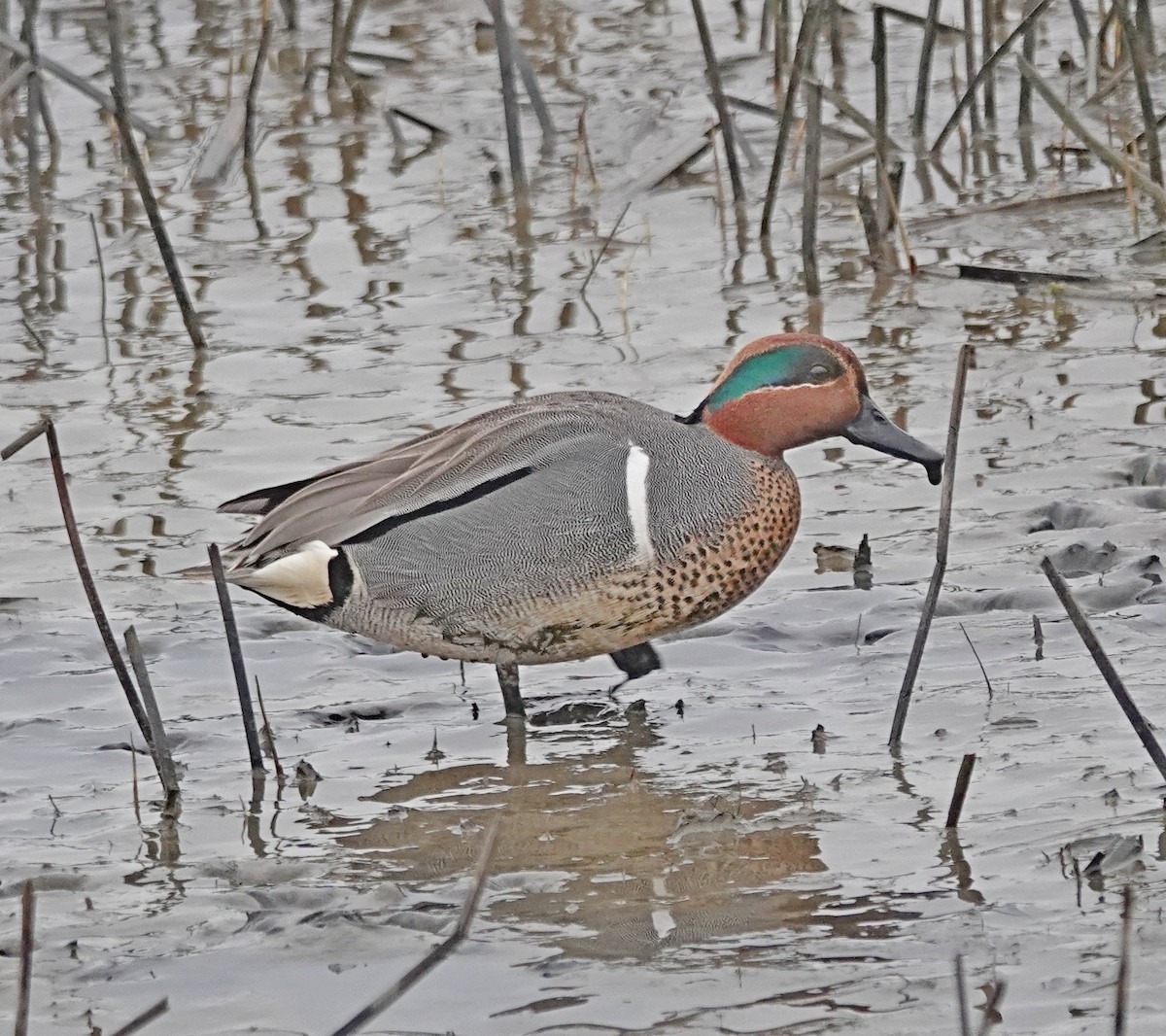 Green-winged Teal - ML617389646