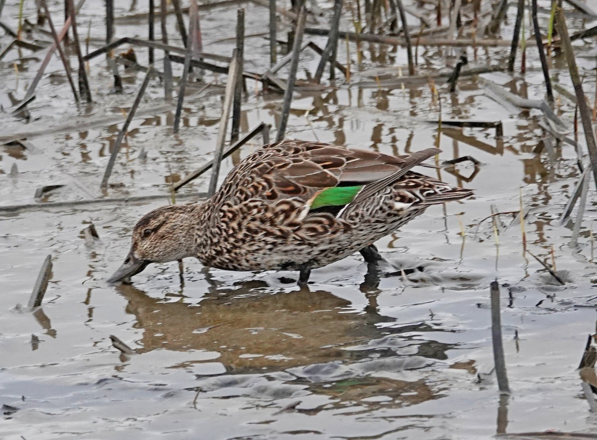 Green-winged Teal - ML617389647
