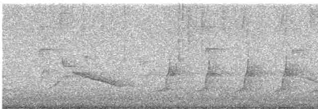 Amerika Çütresi (purpureus) - ML617389667