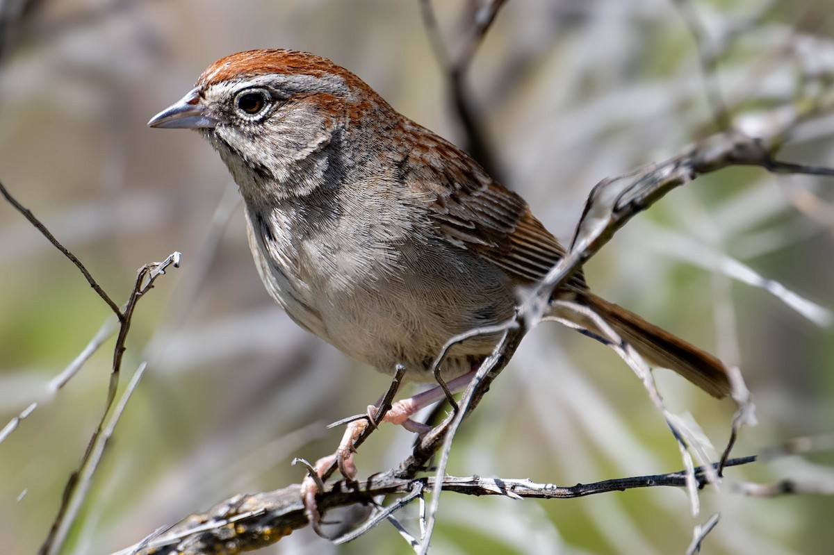 Rufous-crowned Sparrow - ML617389756