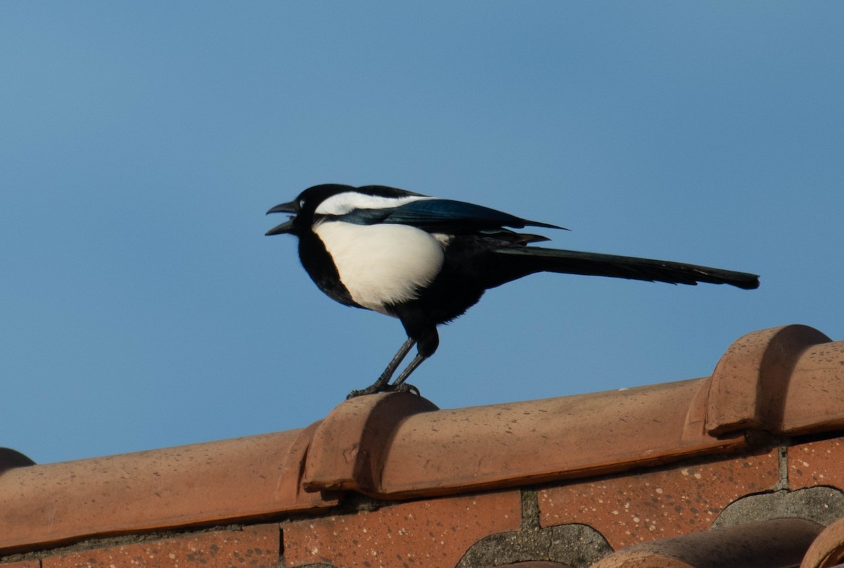 Oriental Magpie - Jordan Broadhead