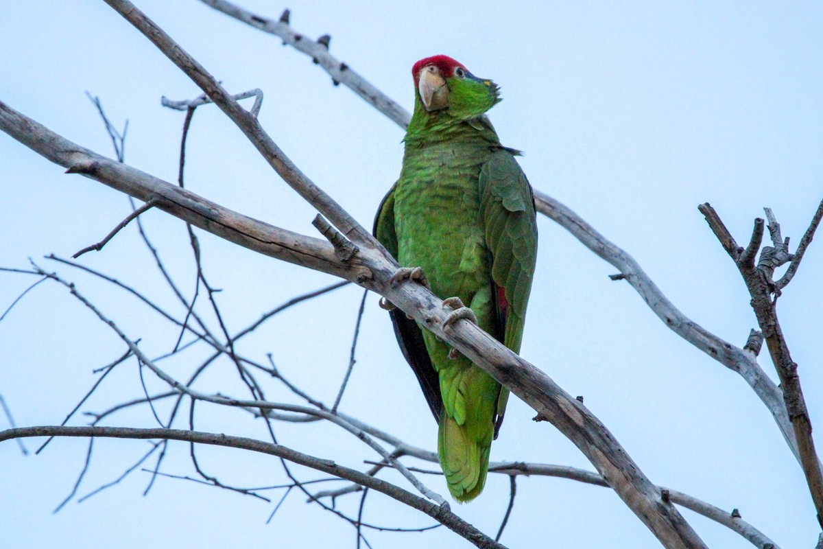 Red-crowned Parrot - ML617389894