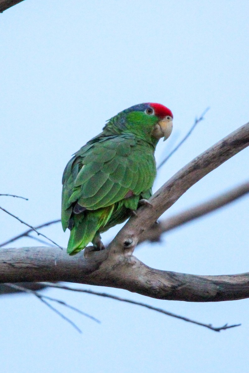 Red-crowned Parrot - Richard  Lechleitner