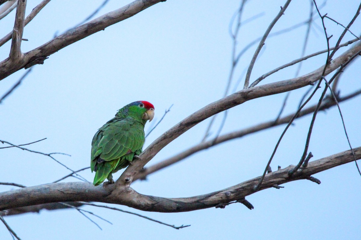 Red-crowned Parrot - ML617389896