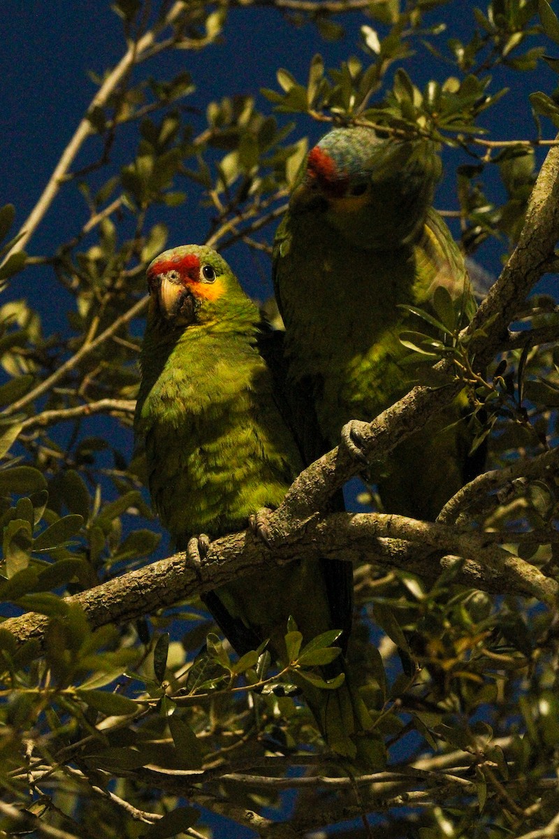 Red-lored Parrot - ML617389917