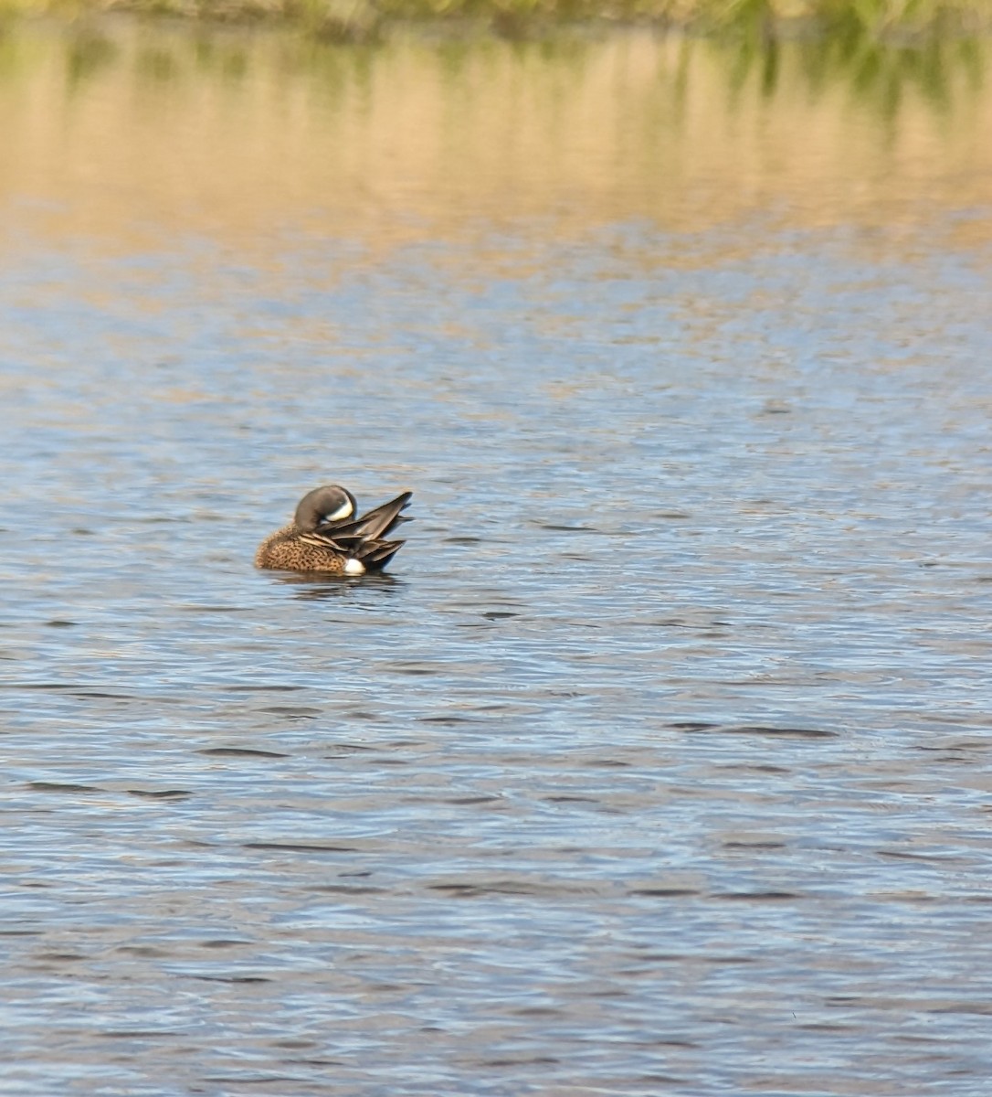 Blue-winged Teal - ML617389957