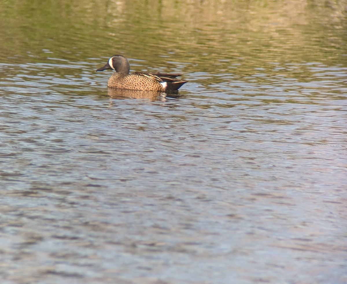 Blue-winged Teal - ML617389958