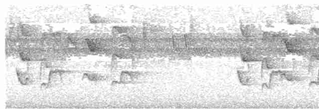 Graustirn-Dickichtschlüpfer - ML617390005