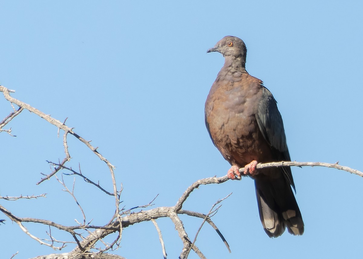 Chilean Pigeon - Pvblo Maldo
