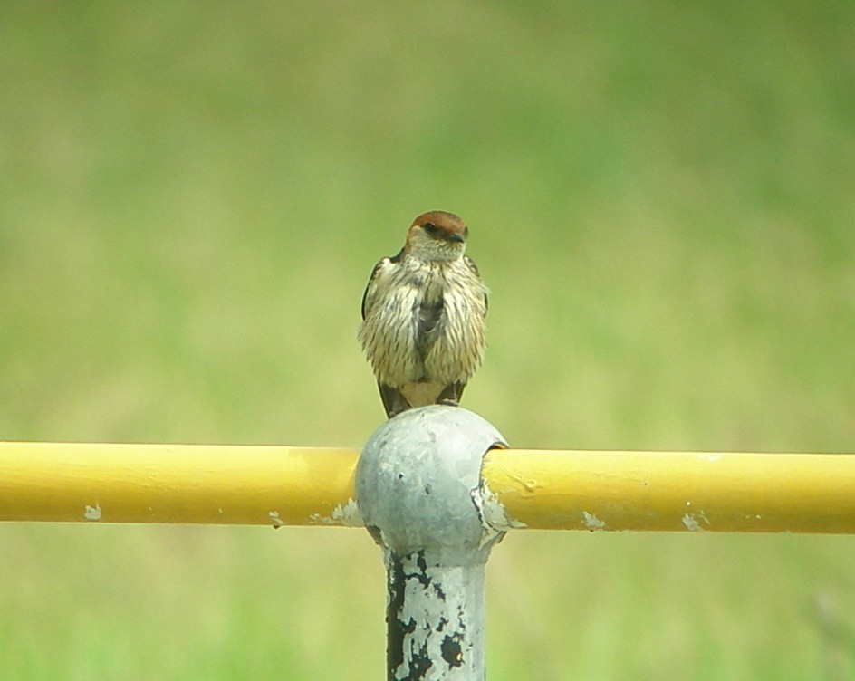 Greater Striped Swallow - ML617390037