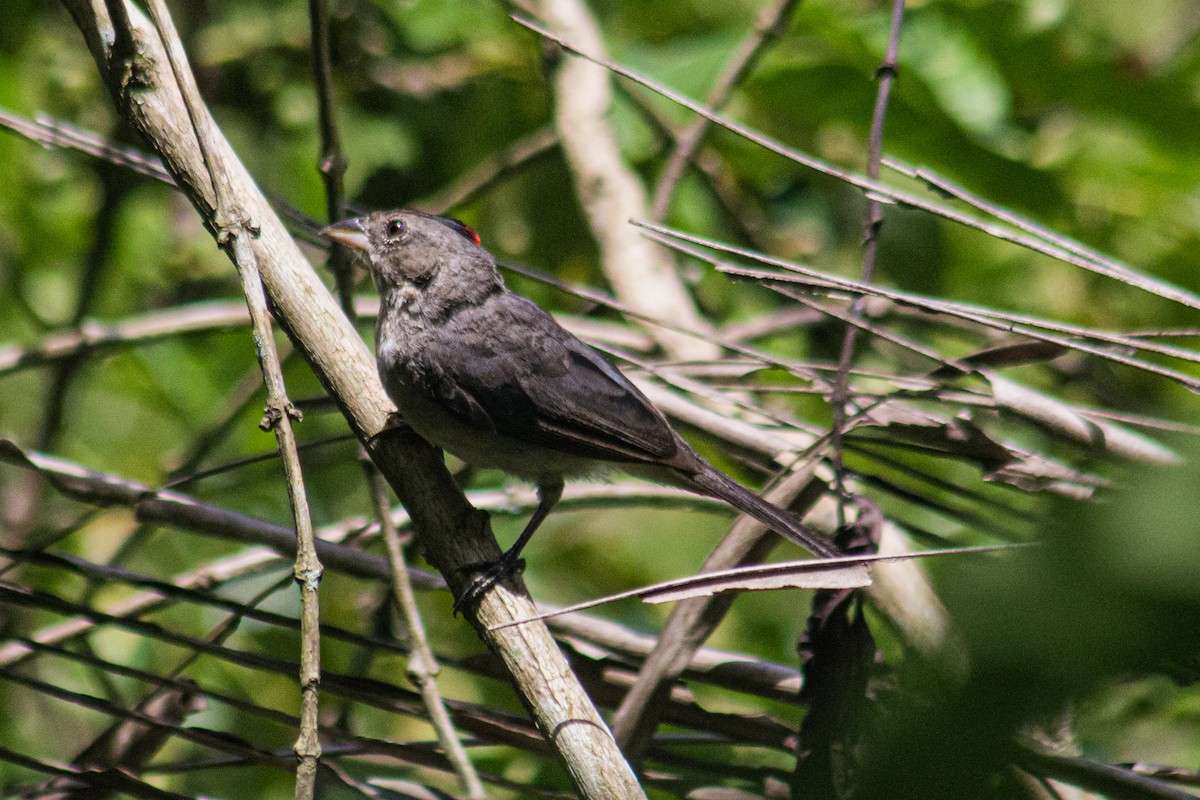 Pileated Finch - ML617390191