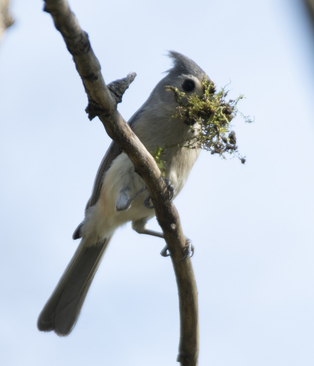 Tufted Titmouse - Jeff Packer