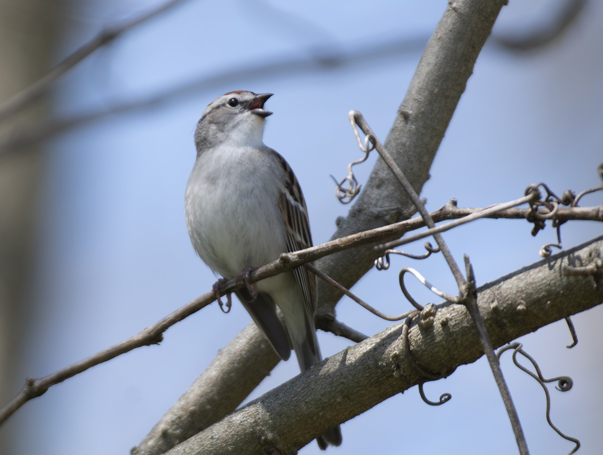 Chipping Sparrow - ML617390290