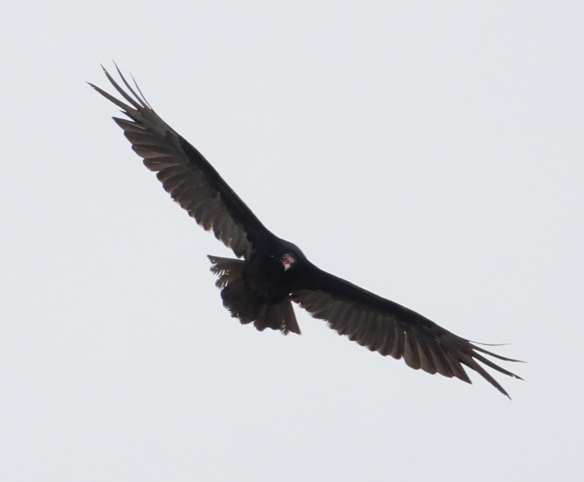 Turkey Vulture - Claudette Cormier