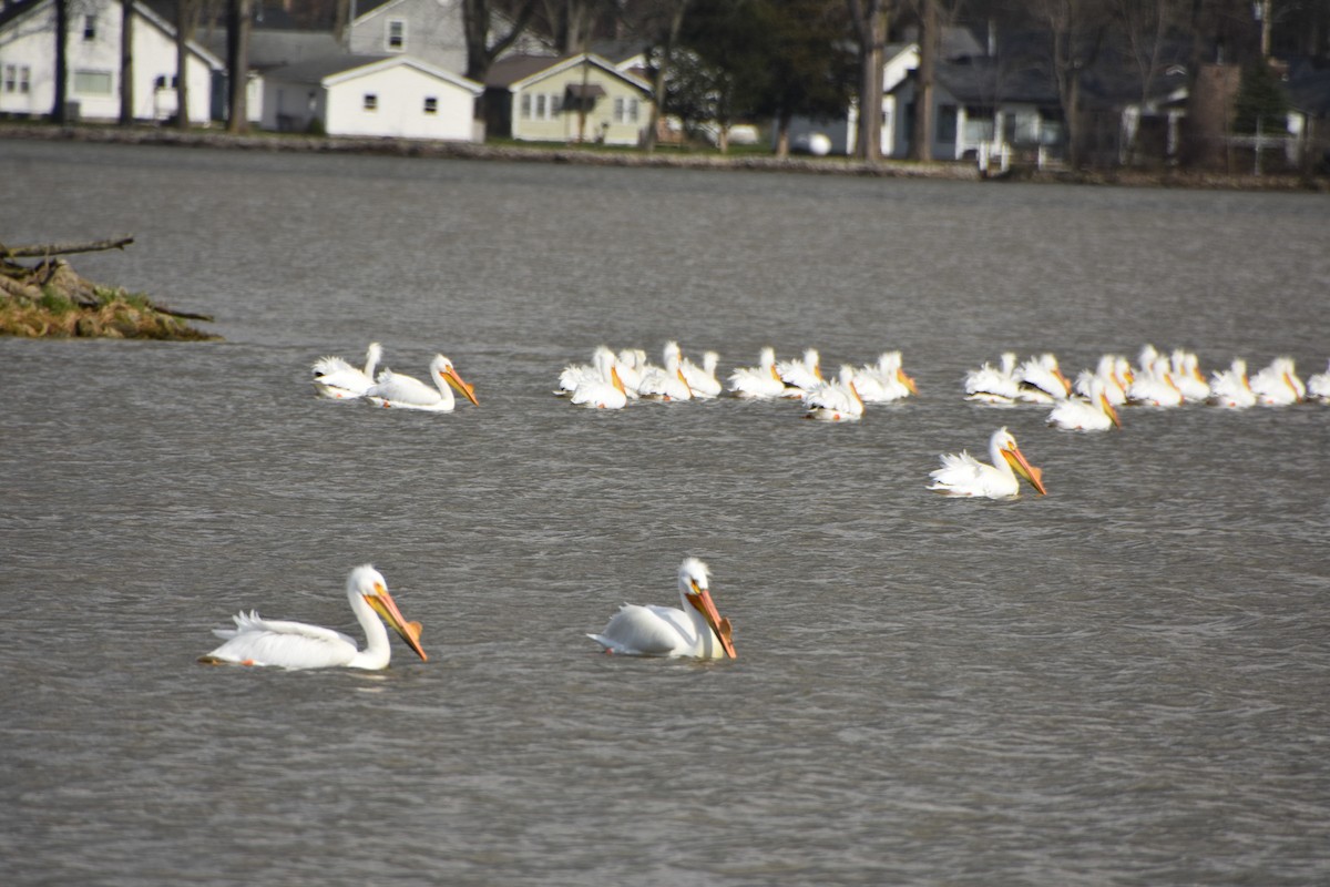 pelikán severoamerický - ML617390334