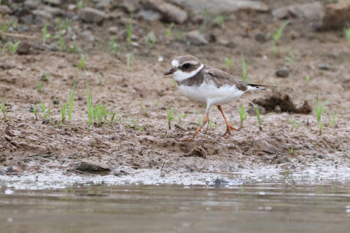 Common Ringed Plover - ML617390359