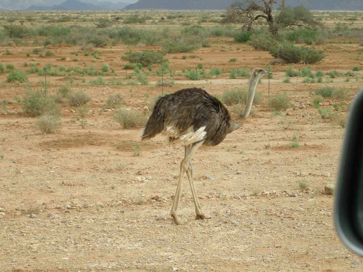 Африканский страус - ML617390364