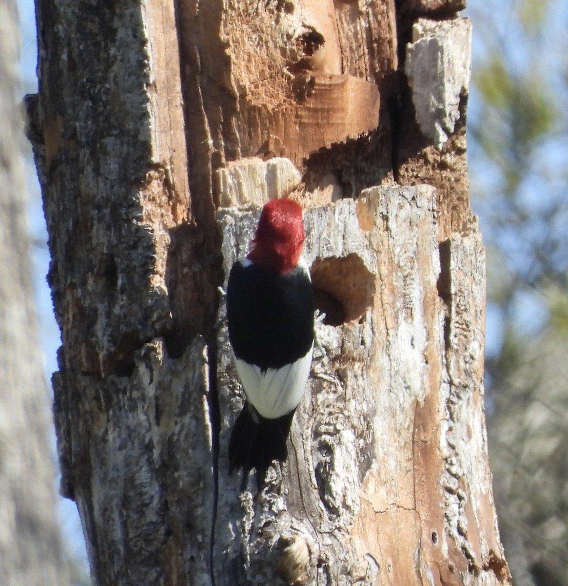 Red-headed Woodpecker - ML617390436