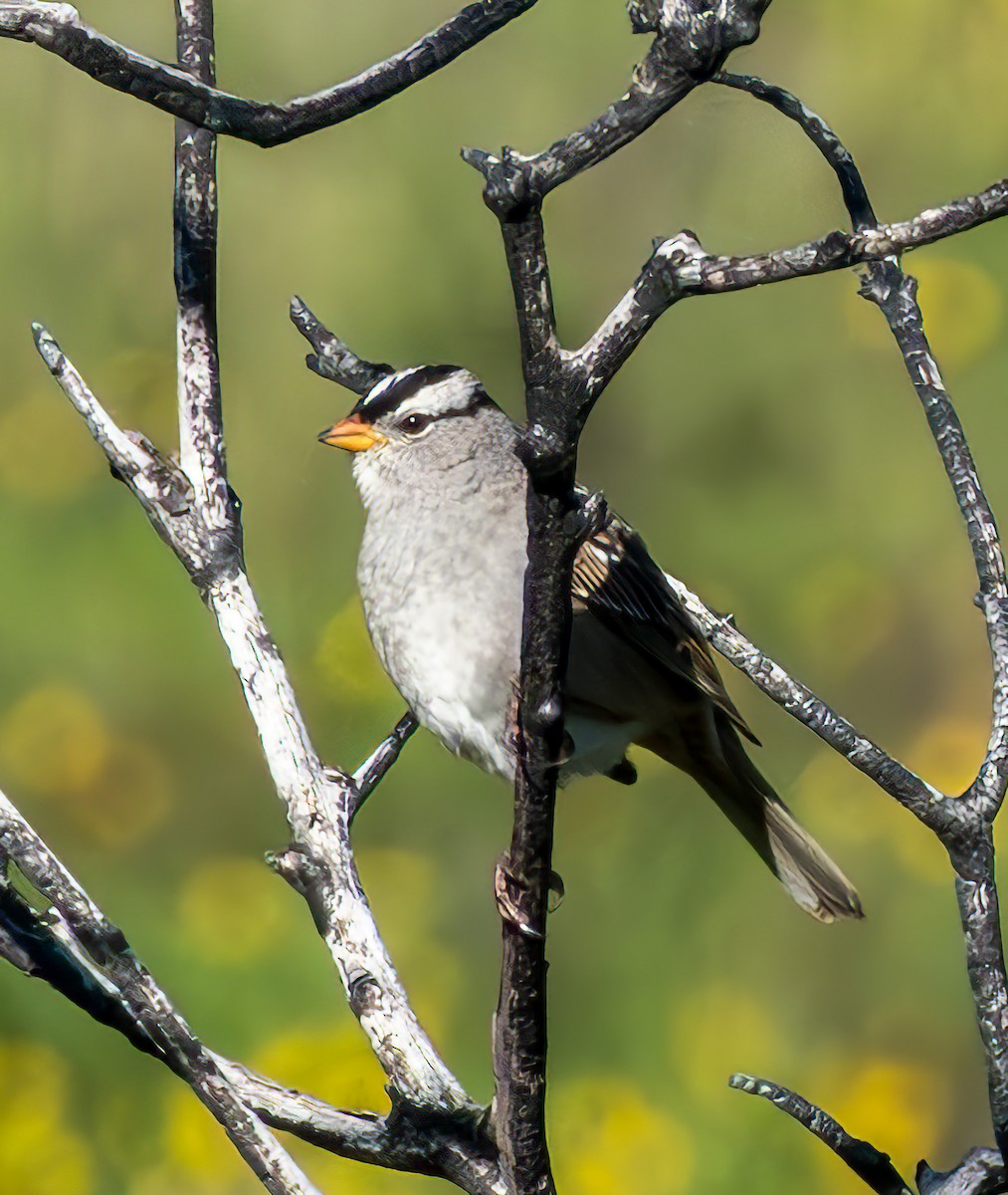 White-crowned Sparrow - Mary-Rose Hoang