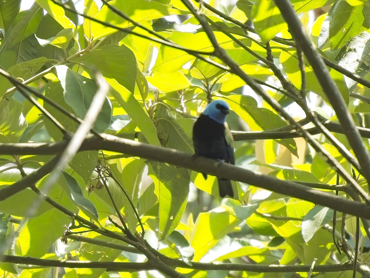 Blue-necked Tanager - ML617390470