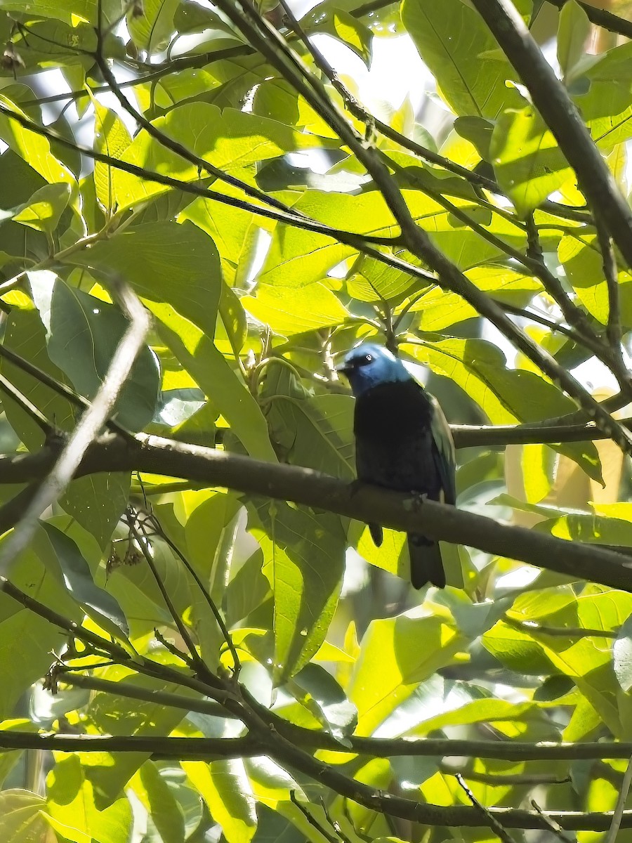 Blue-necked Tanager - ML617390471