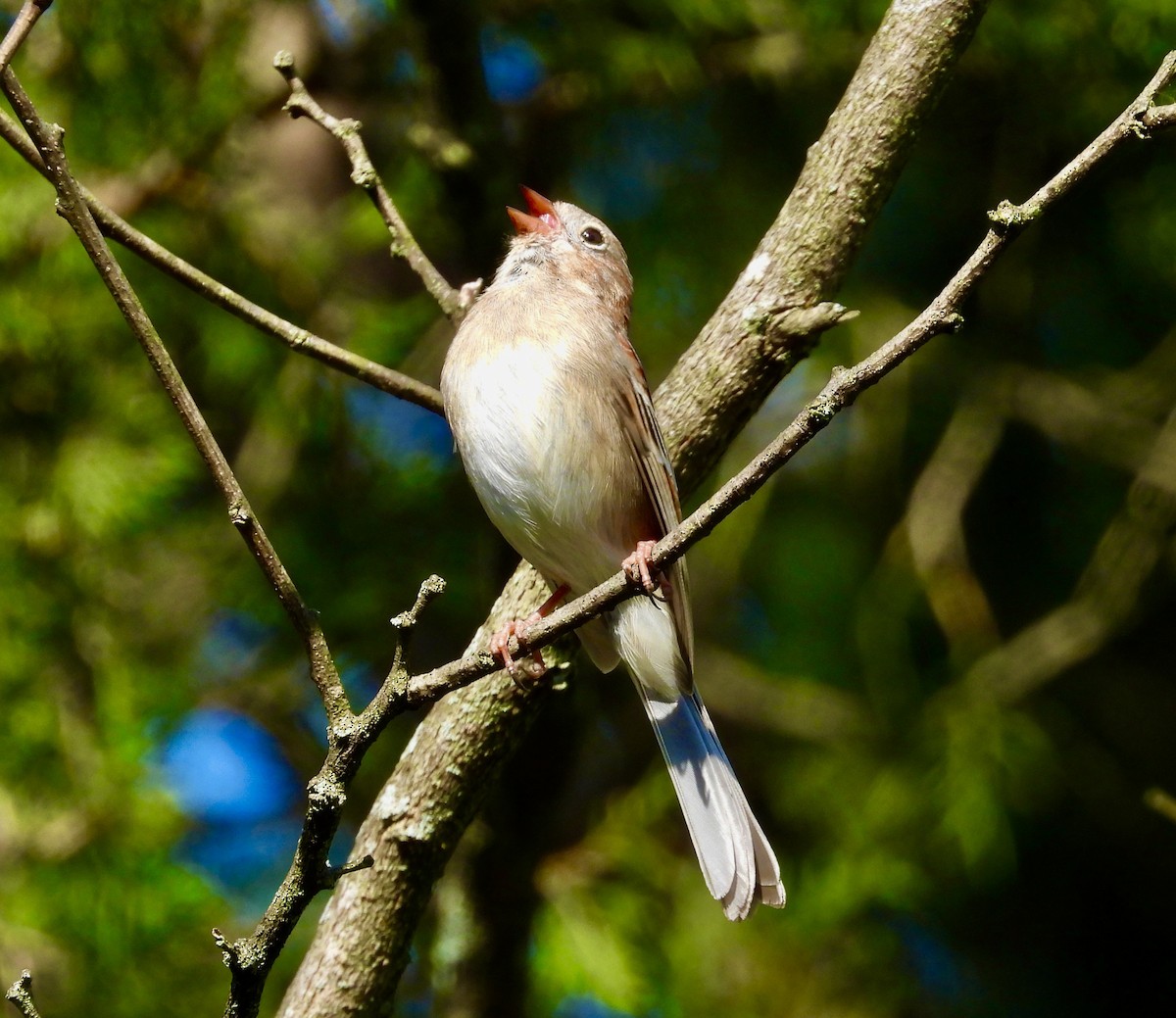 Field Sparrow - ML617390472