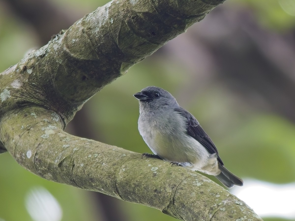 Plain-colored Tanager - ML617390478