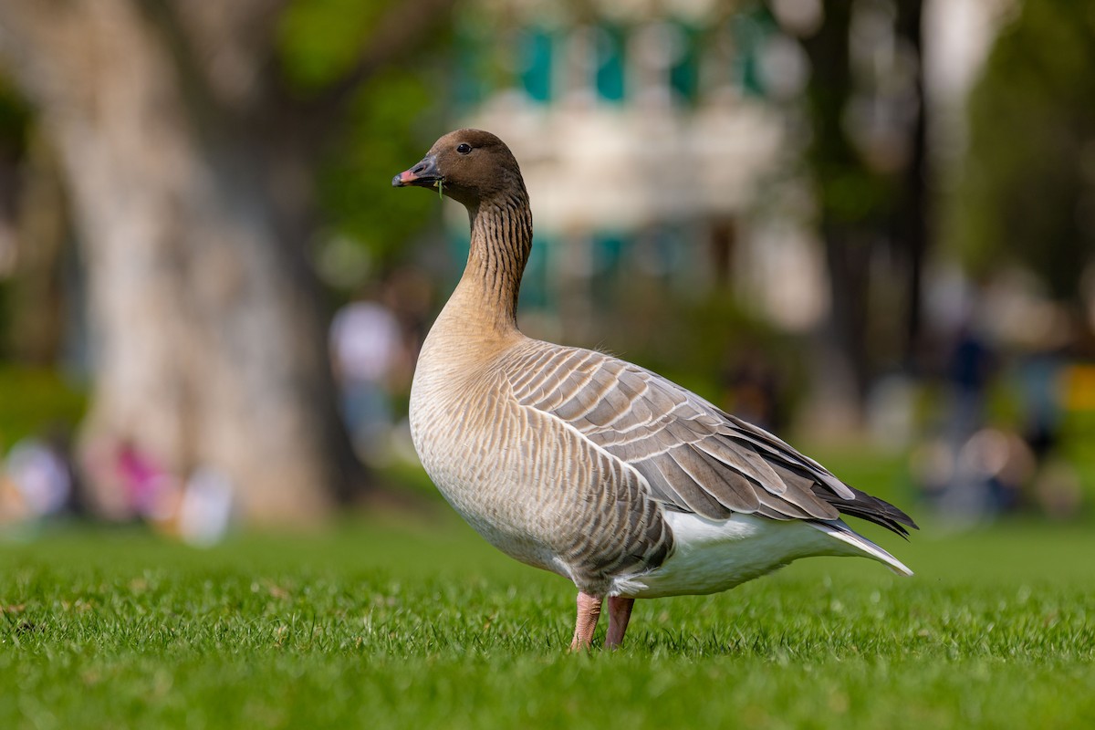 Pink-footed Goose - ML617390502