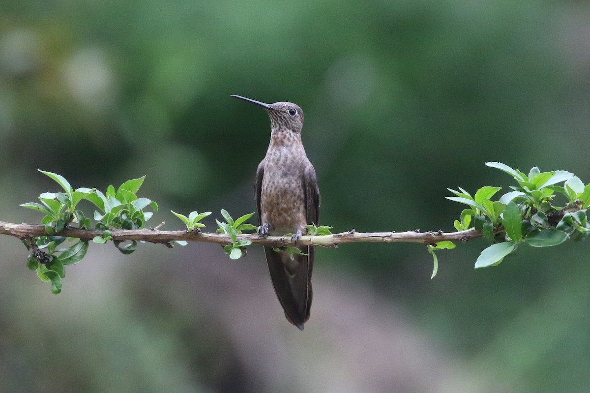 Giant Hummingbird - Henggang Cui