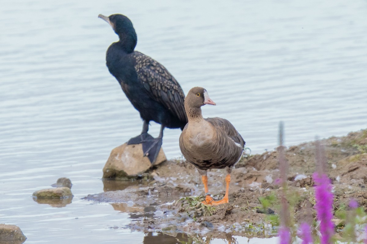 Lesser White-fronted Goose - ML617390692