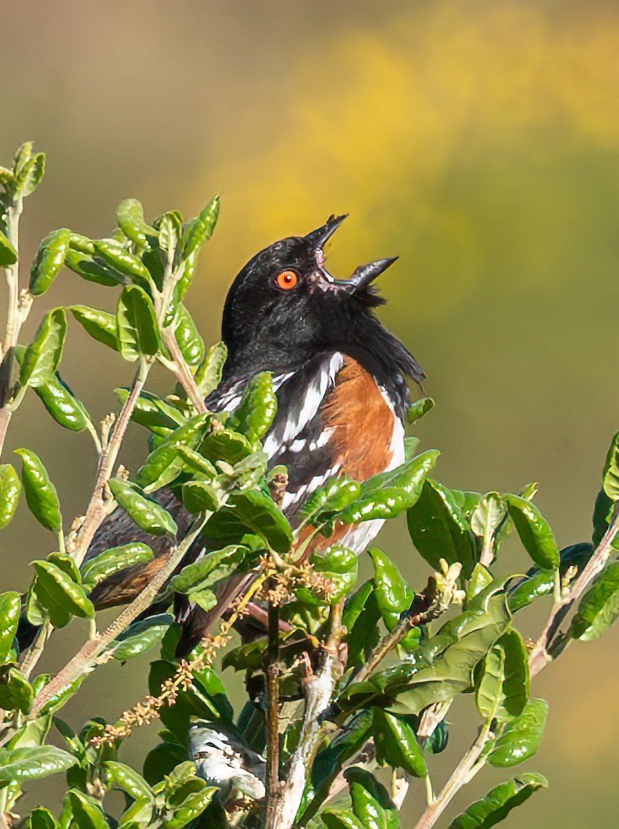 Spotted Towhee - Mary-Rose Hoang