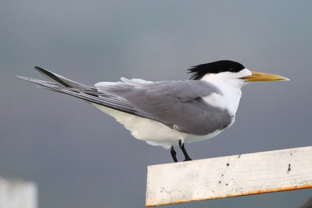 Great Crested Tern - ML617390810