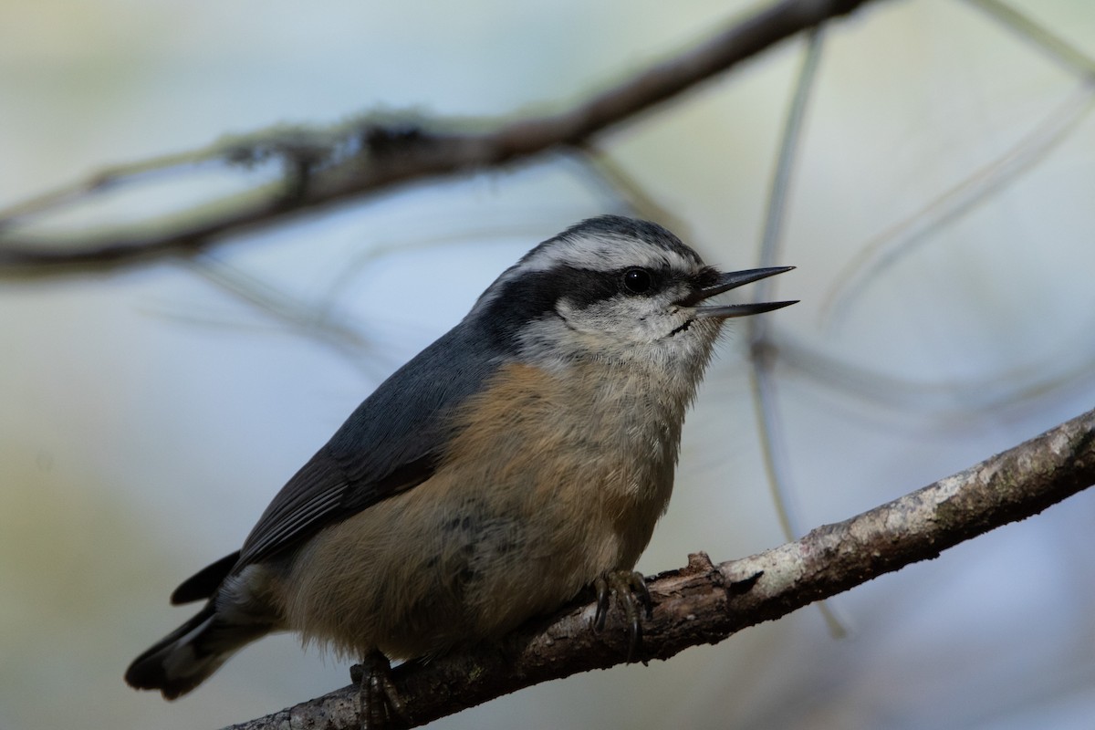 Red-breasted Nuthatch - ML617390811