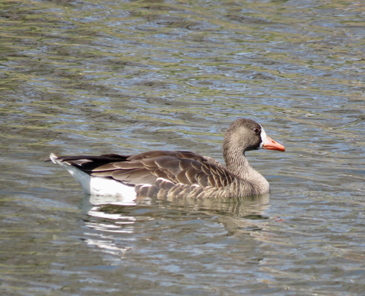 Greater White-fronted Goose - ML617390841