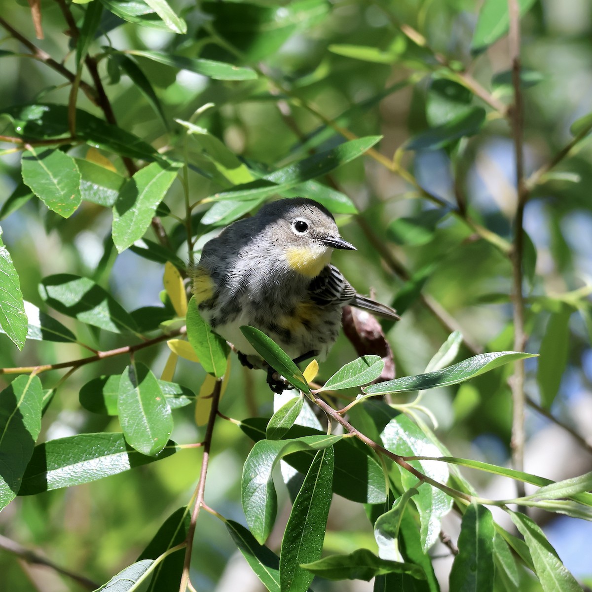 Yellow-rumped Warbler (Audubon's) - ML617390858