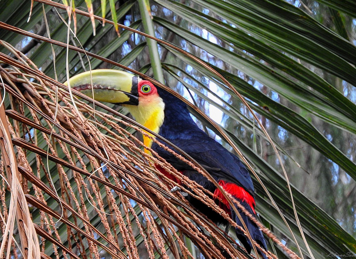 Red-breasted Toucan - ML617390882